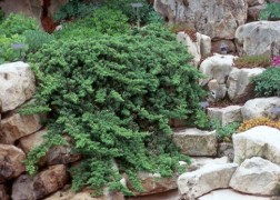 Juniperus procumbens Nana / Zöld törpe kúszó boróka